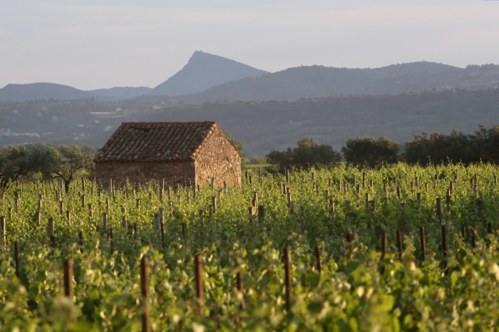 Terrasses du Larzac: France's Oldest Viticultural Region - Southern France's Newest Appellation La Peira